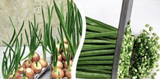 Господині розповіли, як проростити зелену цибулю у лотках з-під яєць 