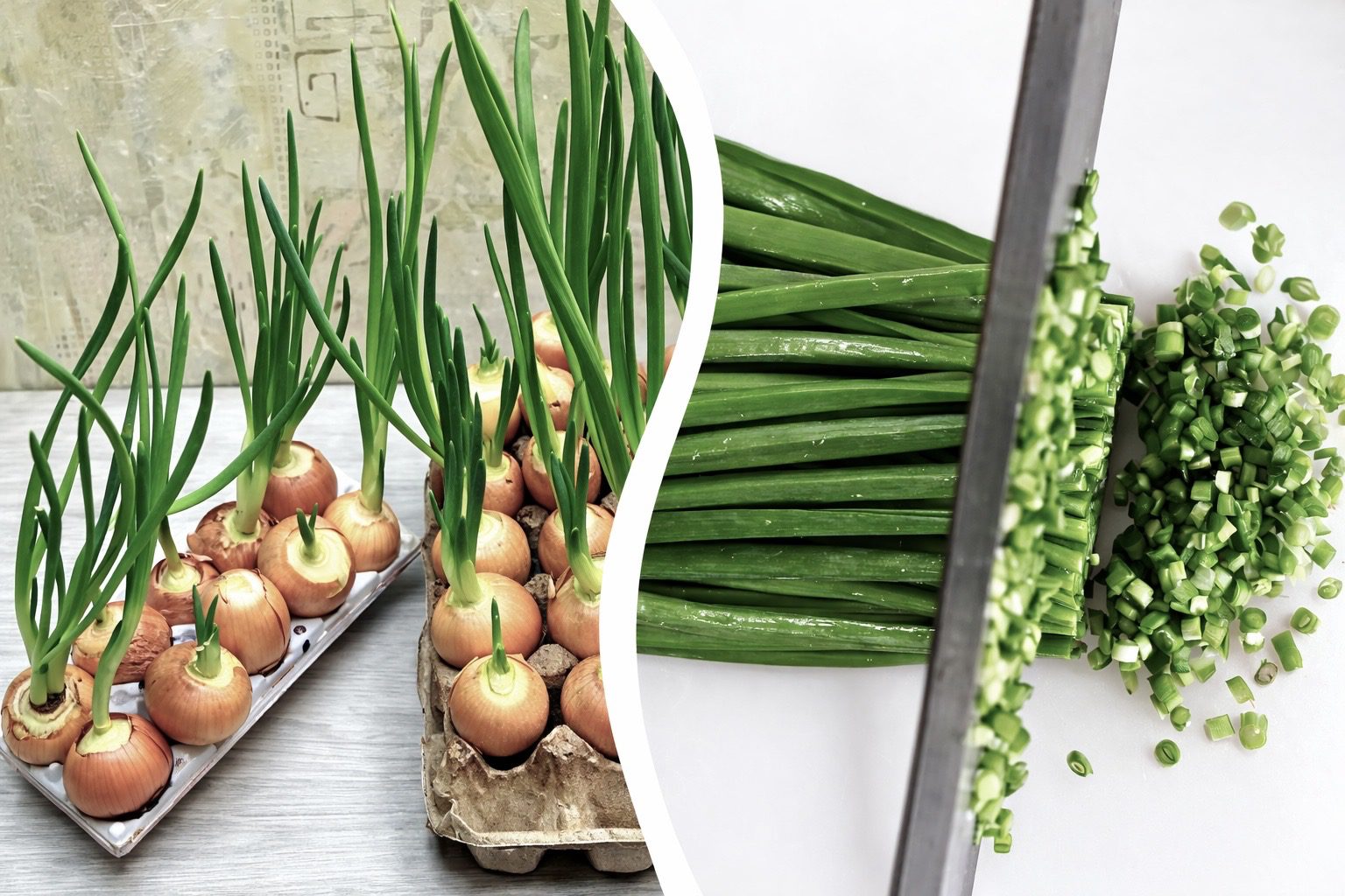 Господині розповіли, як проростити зелену цибулю у лотках з-під яєць 