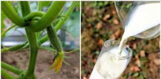 Городники розповіли, чим підживити огірки, щоб кущі не скидали завʼязь