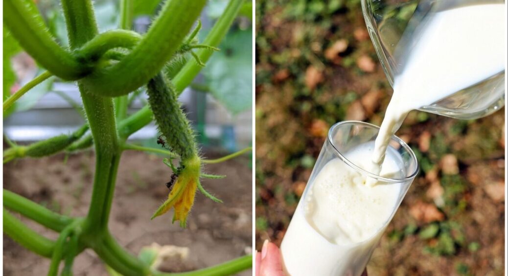 “Молочні” огірки – новий тренд у городництві: 0 скинутих завʼязей на кущах – дачникам зносить дах 