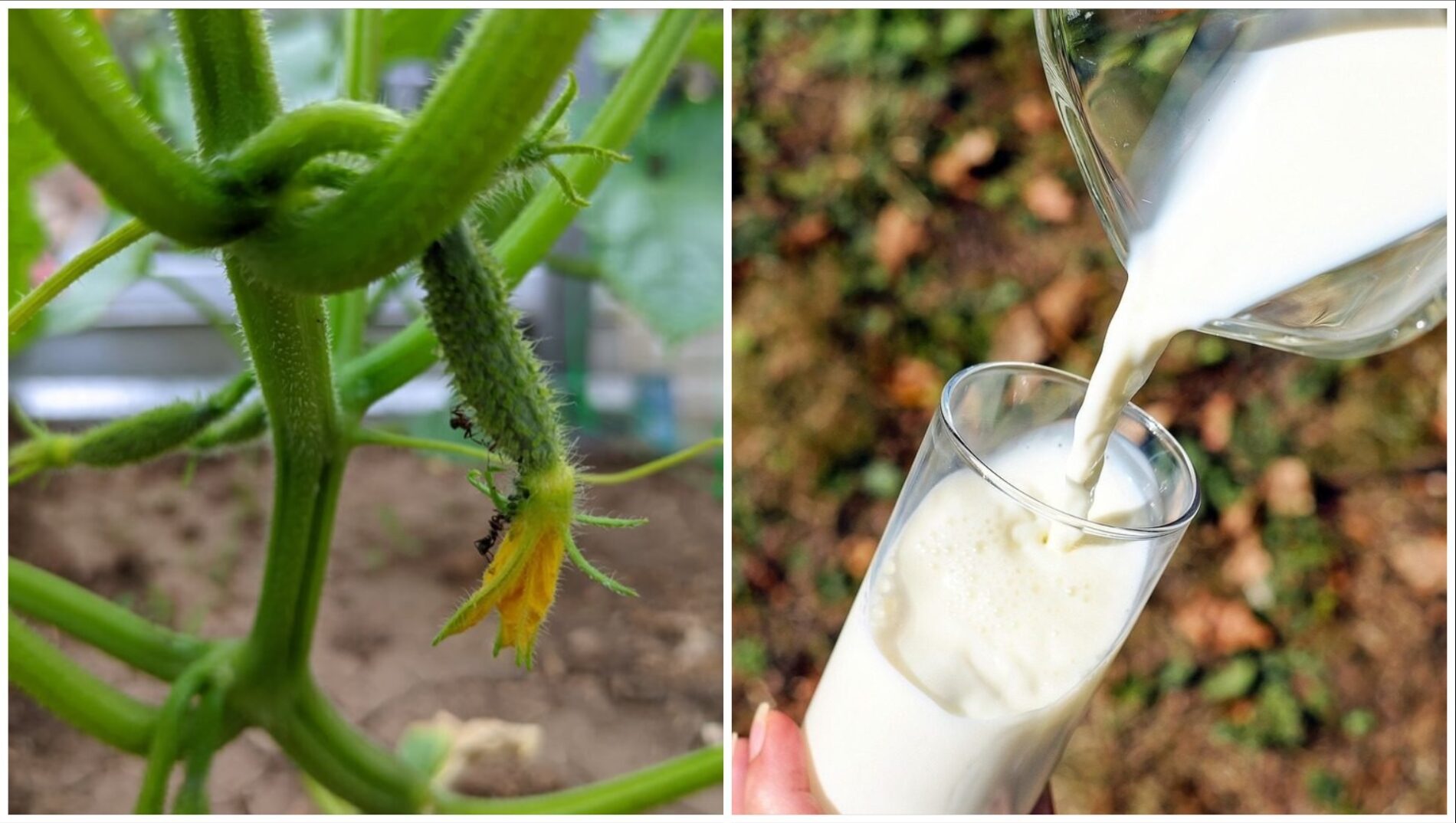 Городники розповіли, чим підживити огірки, щоб кущі не скидали завʼязь