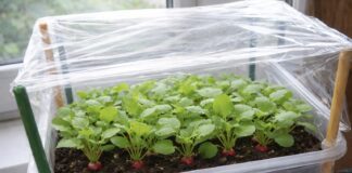 Городники розповіли, як виростити солодку редиску на підвіконні 