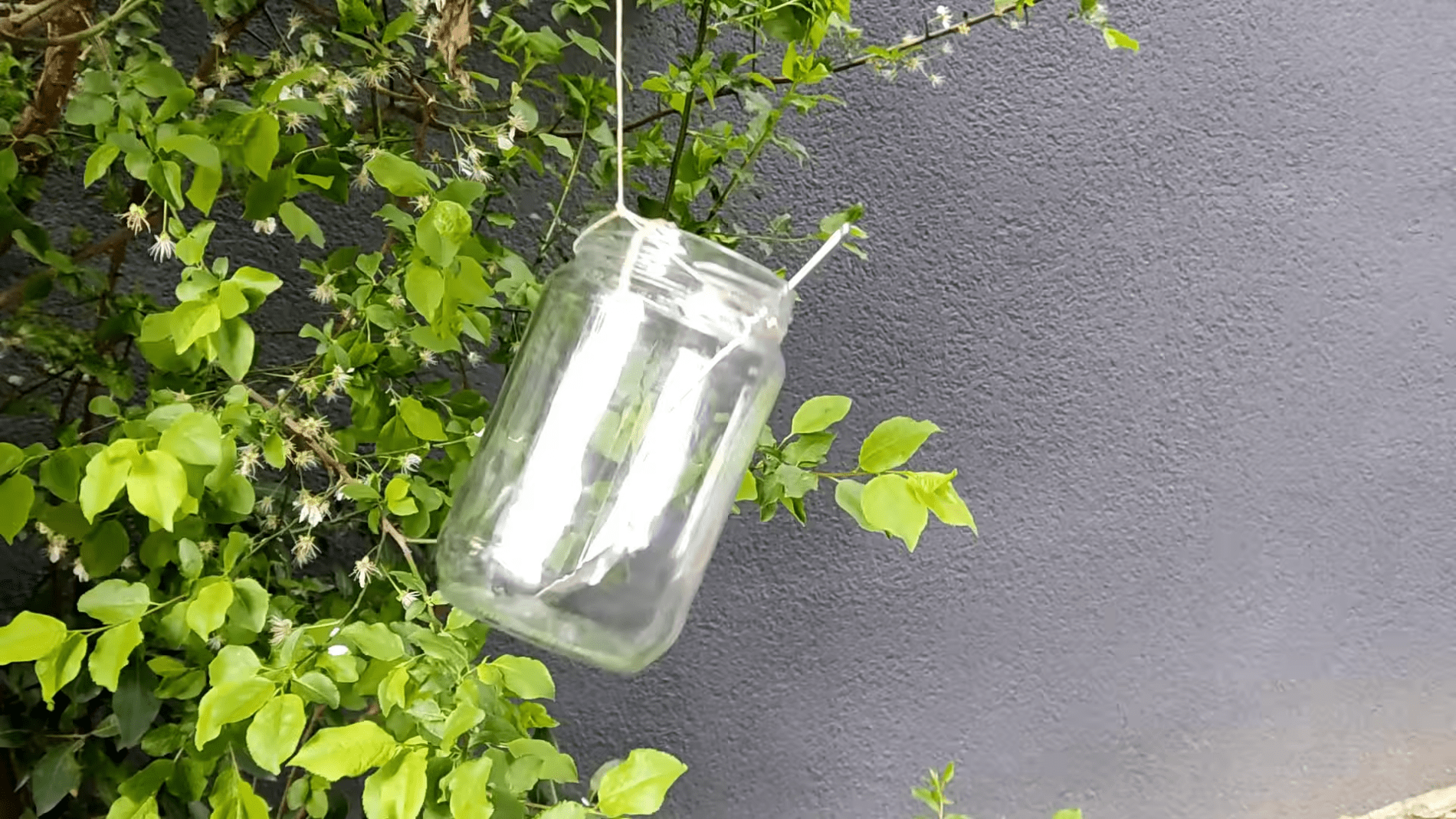 Як захистити сад від птахів і шкідників. Фото: YouTube/PRIRODNOZDRAVLJE