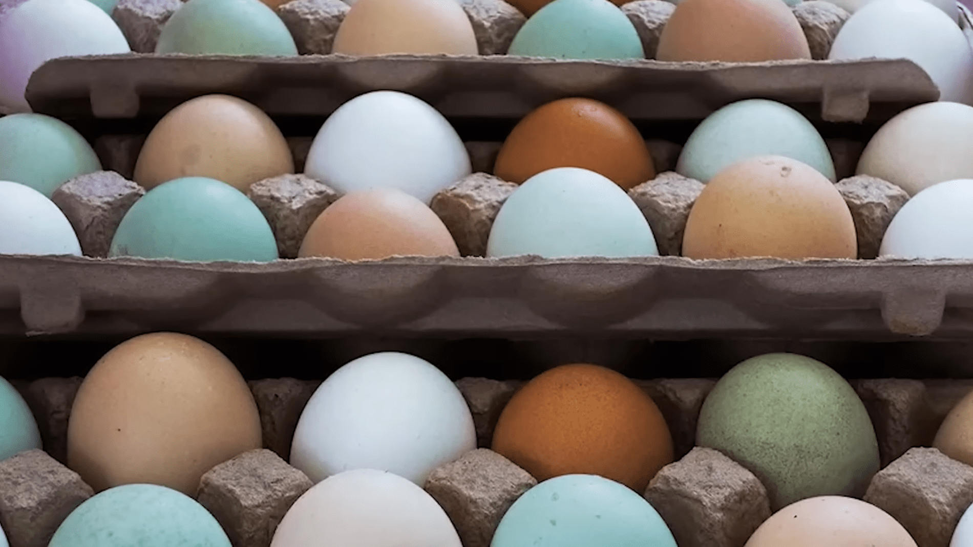 Експерти розповіли, які курячі яйця кращі – білі чи коричневі. Фото: YouTube/ Історія на тарілці