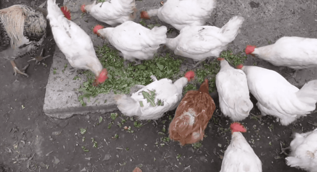 Яйця буде нікуди дівати: ось чим треба годувати курей, щоб вони добре неслися і на столі завжди була яєчня 