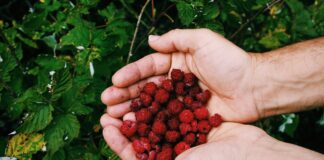 Садівники розповіли, чим підживити кущі малини в березні. Фото: Freepik