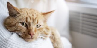 Ветеринари розповіли, як доглядати за котом для його довгого життя. Фото: Freepik