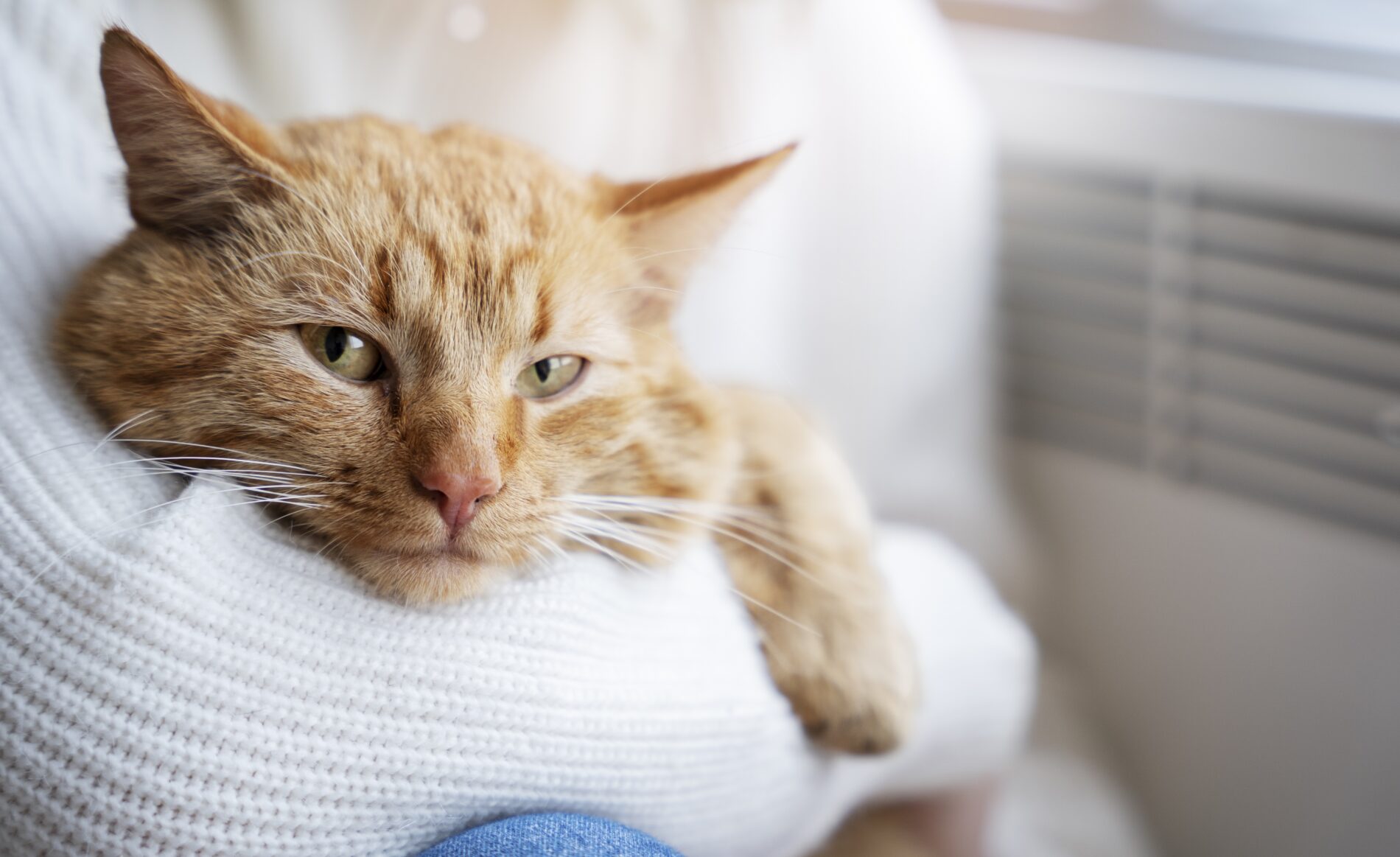 Ветеринари розповіли, як доглядати за котом для його довгого життя. Фото: Freepik