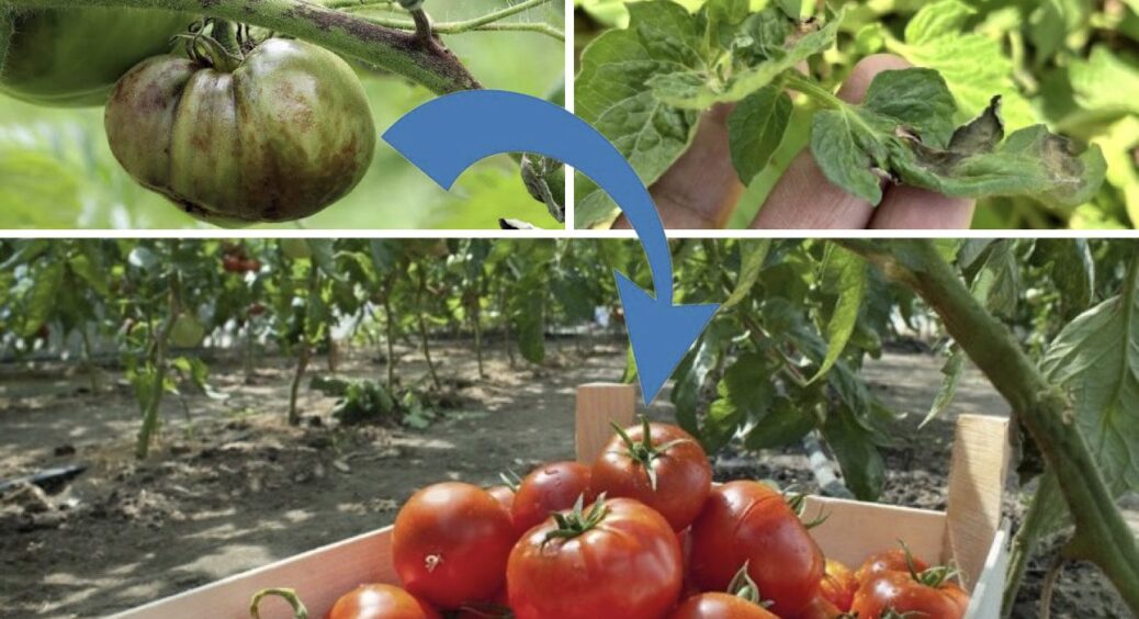 Чорні “візерунки” на томатах — більше не про мене: 1 засіб, яким кропити помідори від фітофтори 