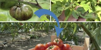 Дачники розповіли, чим обробити томати від фітофторозу 