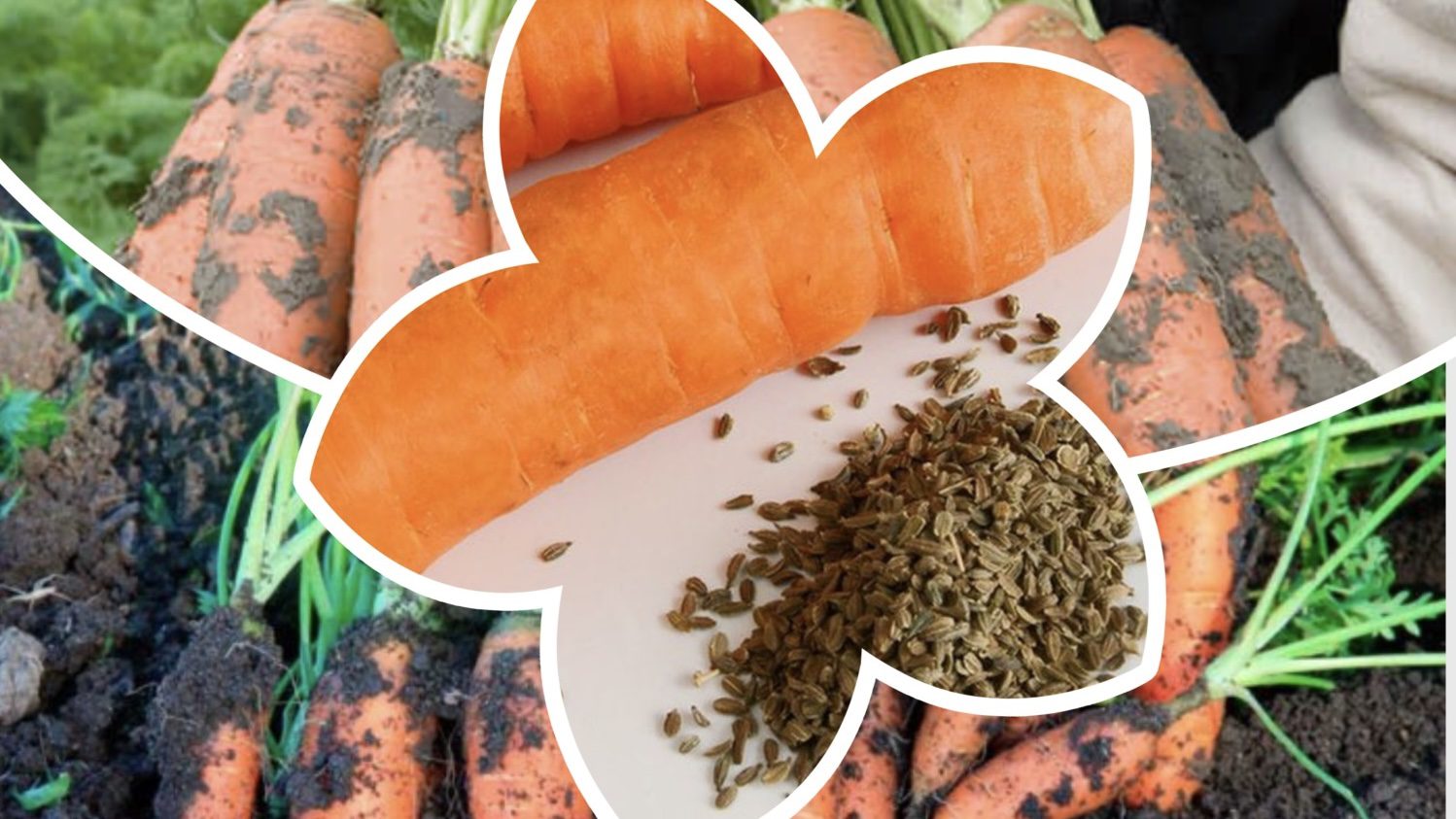 Городники назвали сорти моркви, що дають солодкий урожай