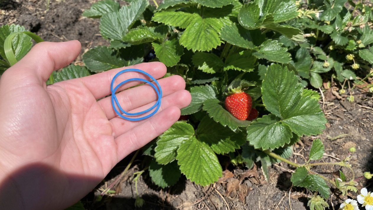 Городники розповіли, як збільшити врожай полуниці цікавим методом 