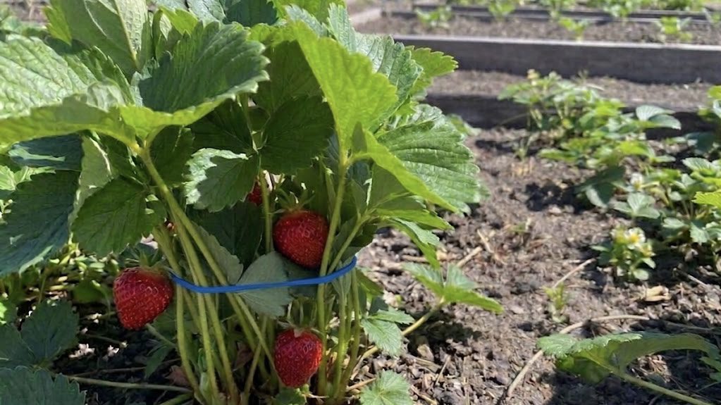 Городники розповіли, як збільшити врожай полуниці цікавим методом 