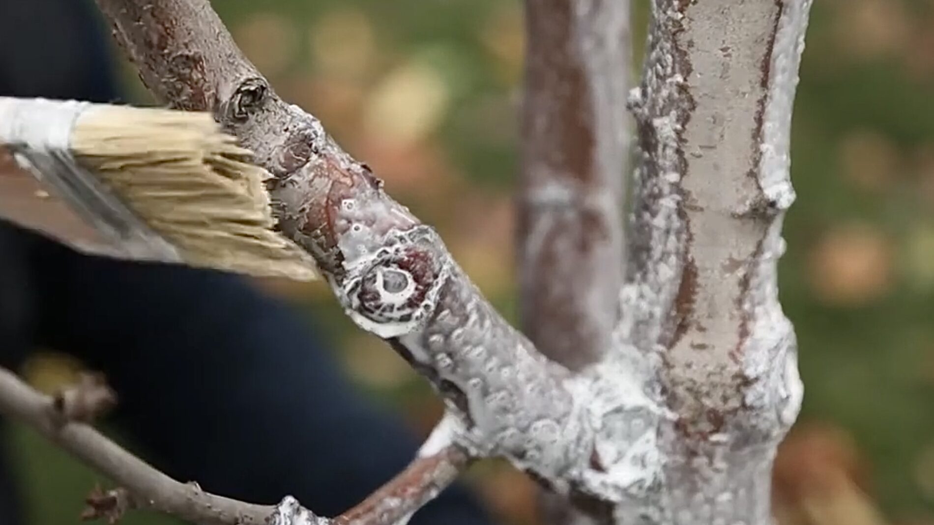 Садівники розповіли, чим краще білити дерева навесні. Фото: YouTube Олександр Андращук 