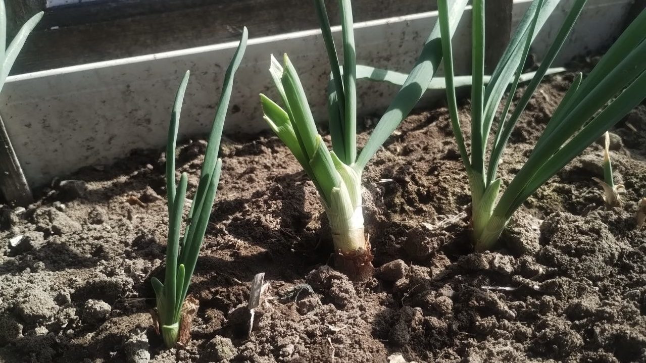 Городники розповіли, як швидко отримати врожай зеленої цибулі. Фото: Добрі новини 