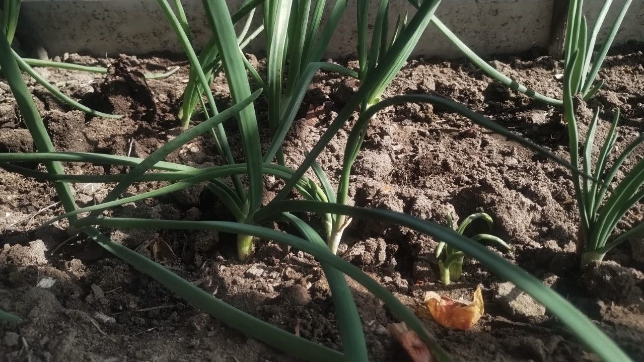 Городники розповіли, як швидко отримати врожай зеленої цибулі. Фото: Добрі новини 