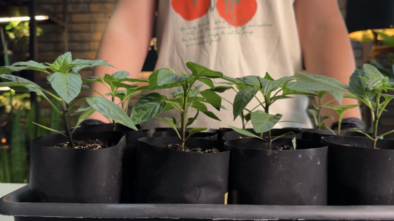 Городники пояснили, як правильно обрати здорову розсаду перців. Фото: YouTube Корисні корисності 