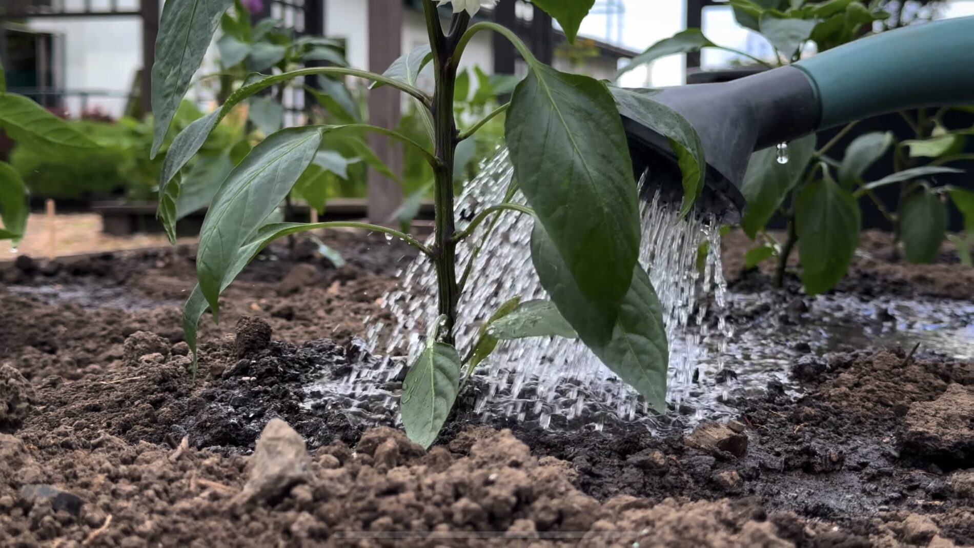 Городники пояснили, як правильно обрати здорову розсаду перців. Фото: YouTube Корисні корисності 