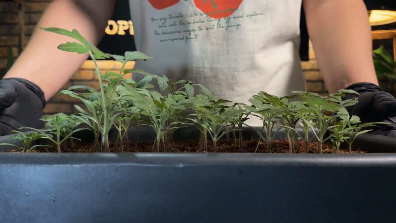 Дачники назвали найкраще добриво для зміцнення будь-якої розсади. Фото: YouTube Корисні корисності 