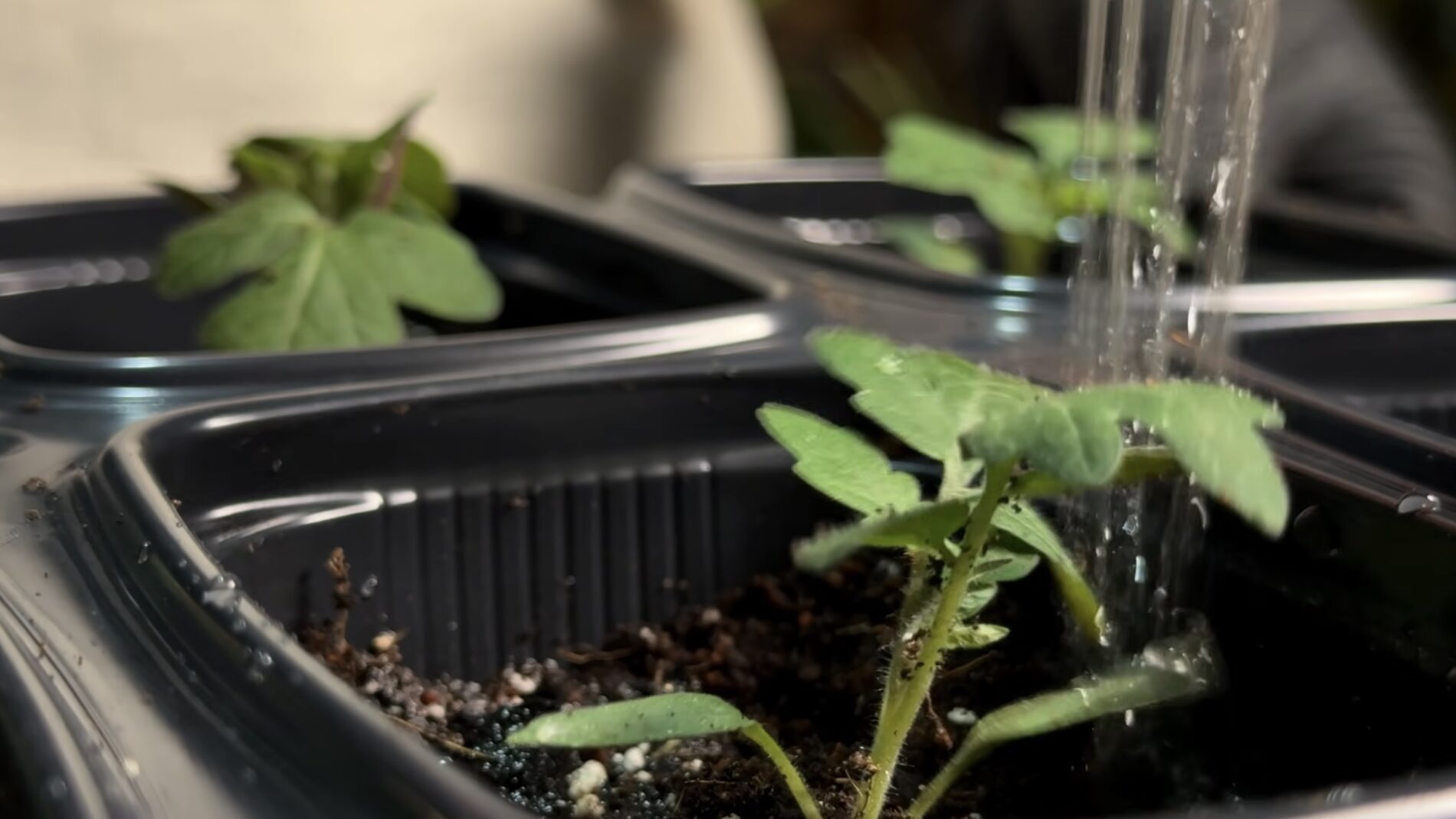 Дачники назвали найкраще добриво для зміцнення будь-якої розсади. Фото: YouTube Корисні корисності 