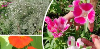 Квітникарі розповіли, які квіти можна посіяти навесні без розсади