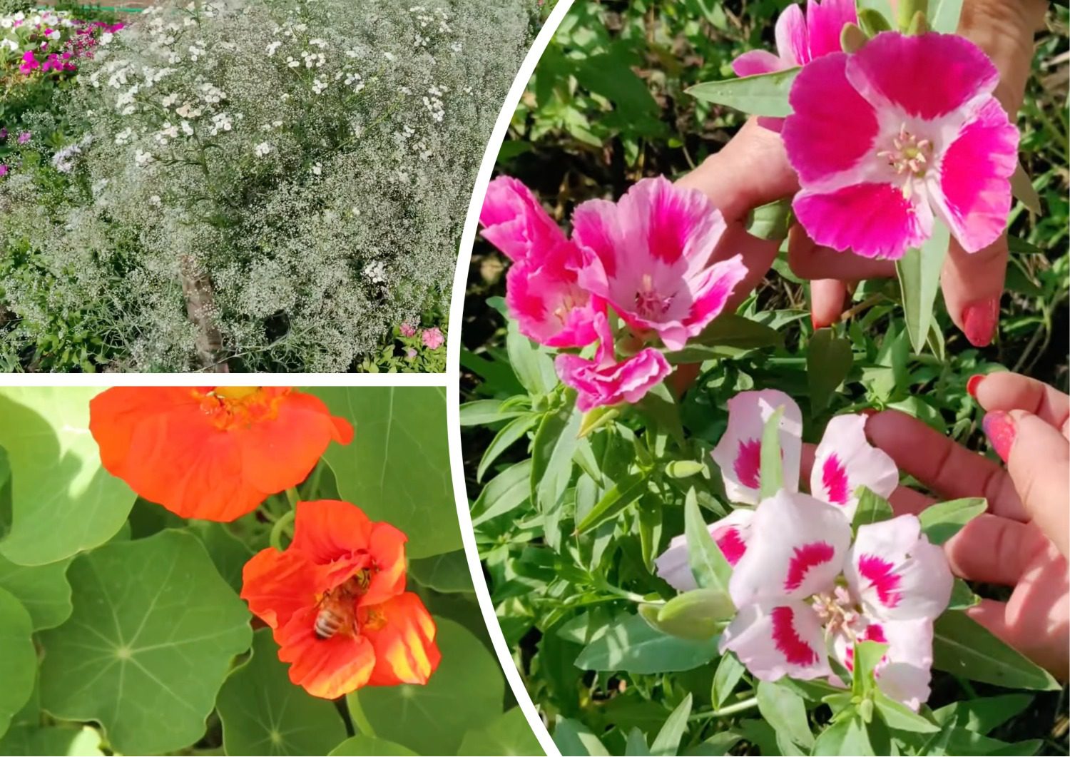 Квітникарі розповіли, які квіти можна посіяти навесні без розсади