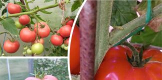 Городники назвали три найсмачніші сорти помідорів, які варто посадити цього року