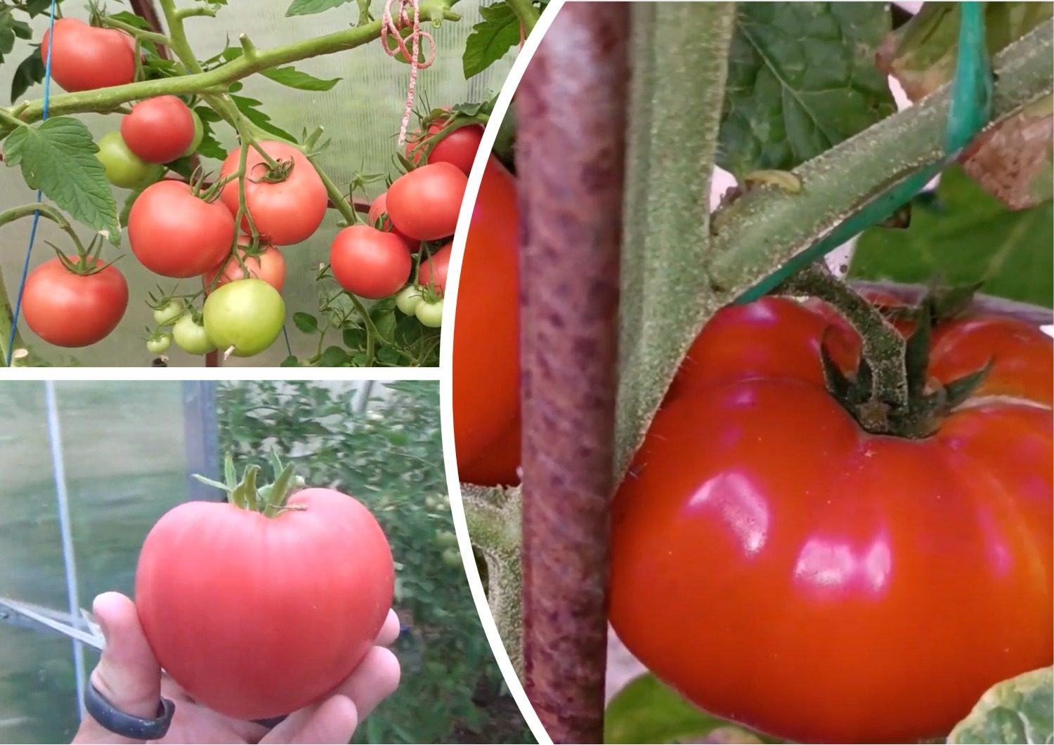 Городники назвали три найсмачніші сорти помідорів, які варто посадити цього року