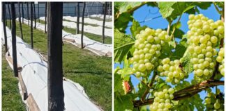 Виноградарі розповіли, коли навесні знімати утеплення з лози