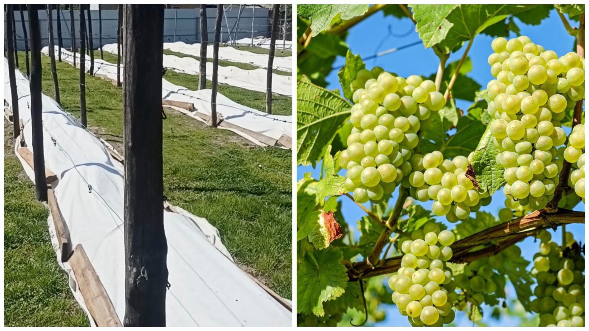 Садівники розповіли, чи можна вже розкривати виноград після зими