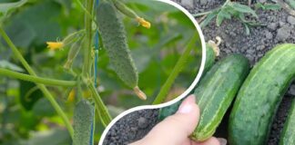 Городники порівняли два популярних гібриди огірків і назвали кращий