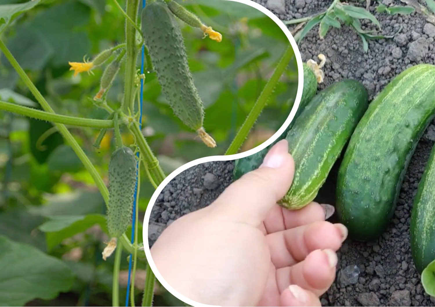 Городники порівняли два популярних гібриди огірків і назвали кращий