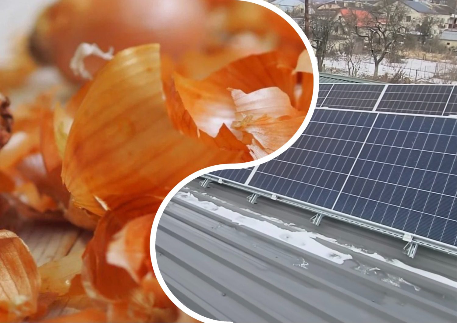 Експерти розповіли, як за допомогою цибулевого лушпиння захистити сонячні панелі