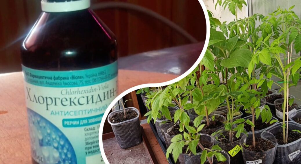 Кума з села хлоргексидин гребе по 10 флаконів за раз: я здивована лайфхаком – повторила і буду повторювати 
