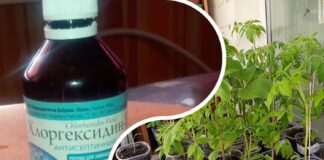 Садівники розповіли, чому завжди потрібно мати хлоргексидин у коморі