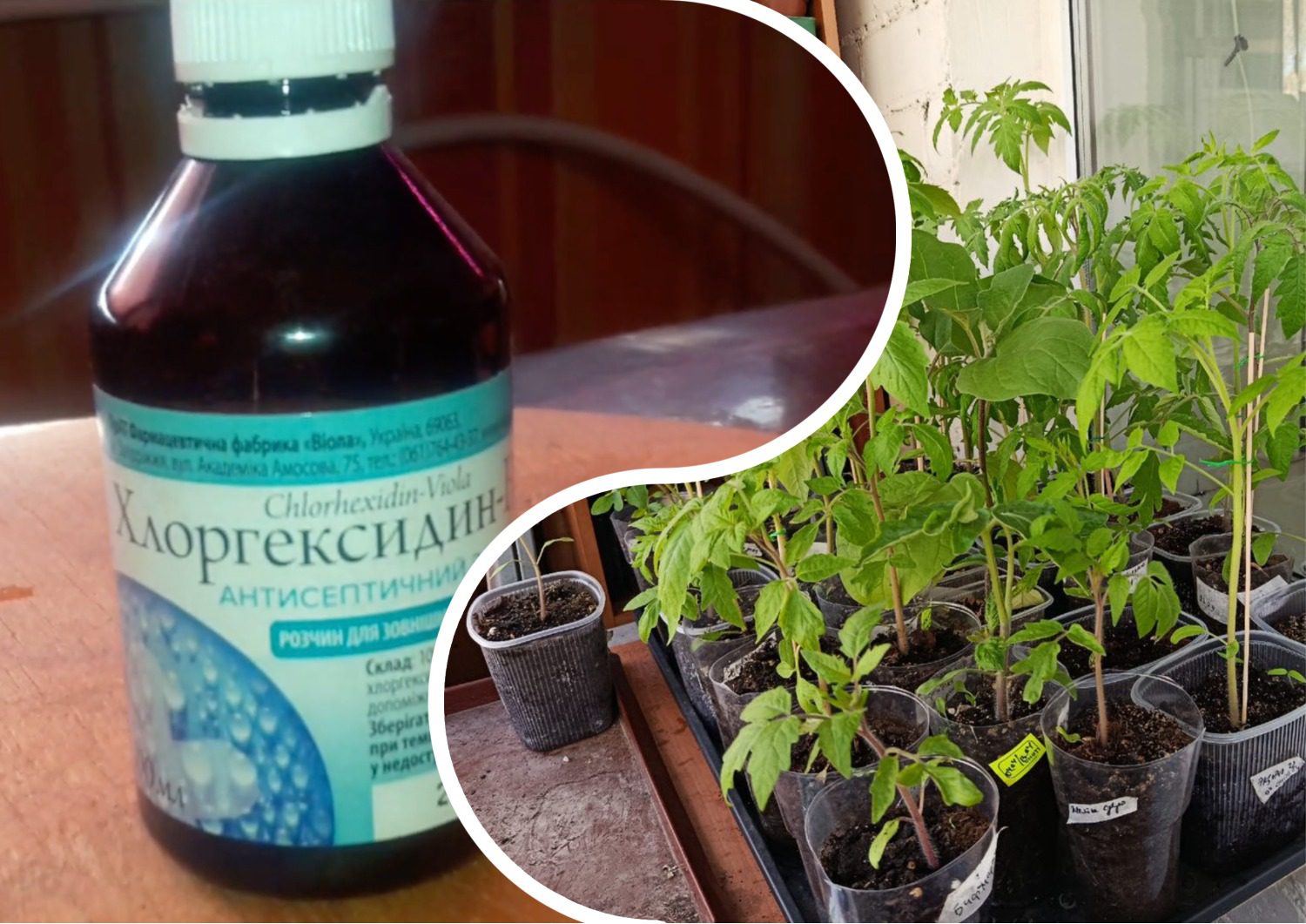 Садівники розповіли, чому завжди потрібно мати хлоргексидин у коморі