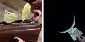 Господні розповіли, як звичайний лавровий лист допоможе збільшити статки 