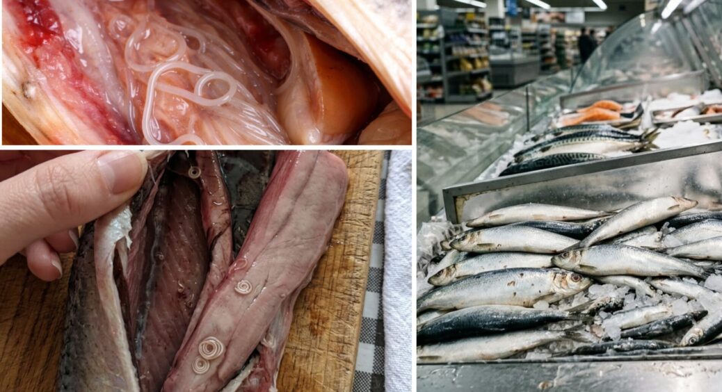 Тривожний дзвіночок: якщо побачили у нутрощах оселедця ось це, не ризикуйте – викидайте, і котам не давайте 