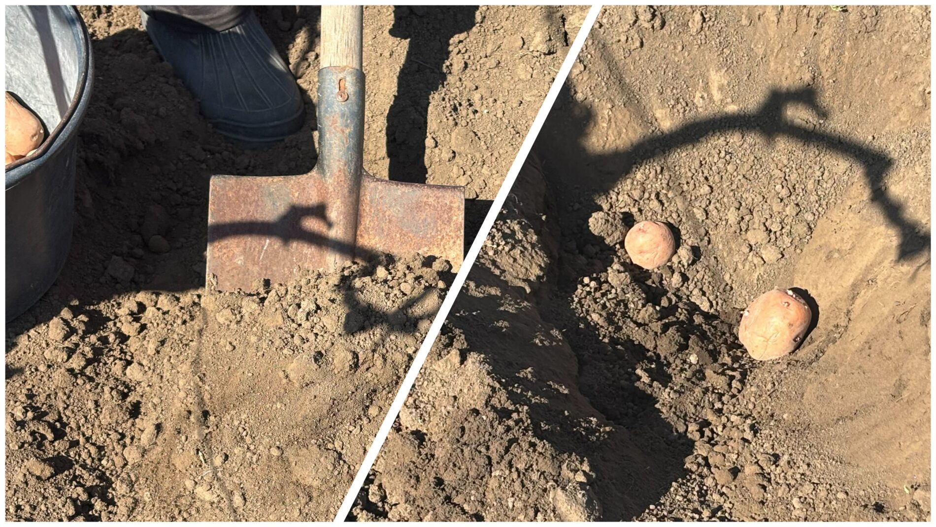 Дачники назвали два холодостійкі сорти картоплі для висадки у квітні 