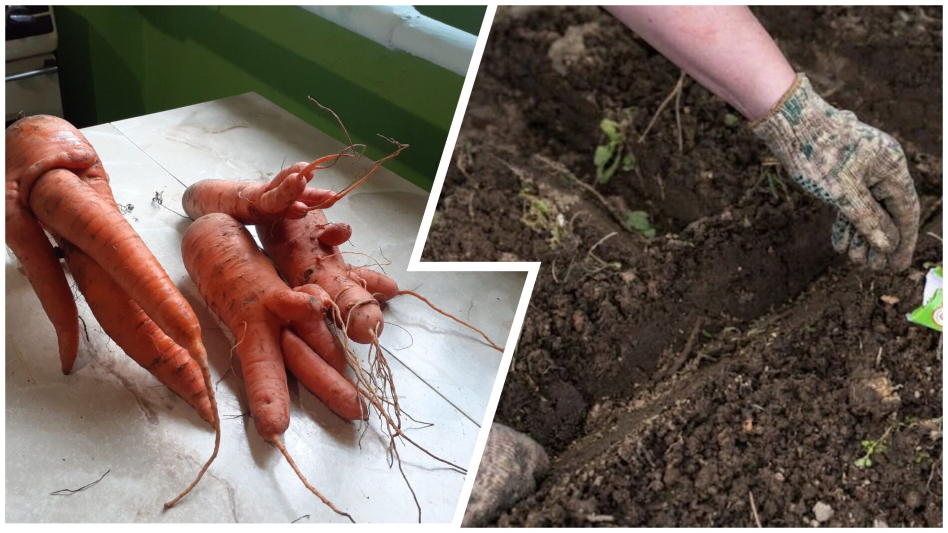 Городники розповіли, як вирощувати моркву, щоб вона не була рогатою 
