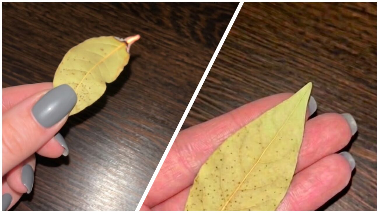 Господині розповіли, навіщо спалювати вдома лавровий лист