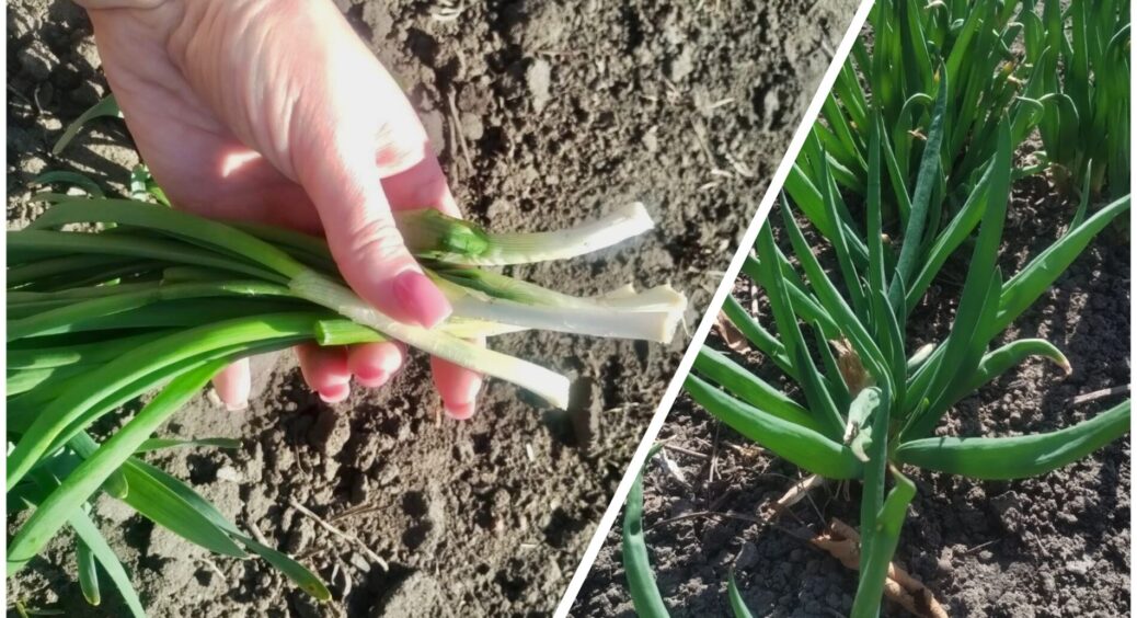 А у мене зеленої цибулі вже повні грядки: 1-ше — вчасно посадила, 2-ге — правильно підживила. Розповідаю 