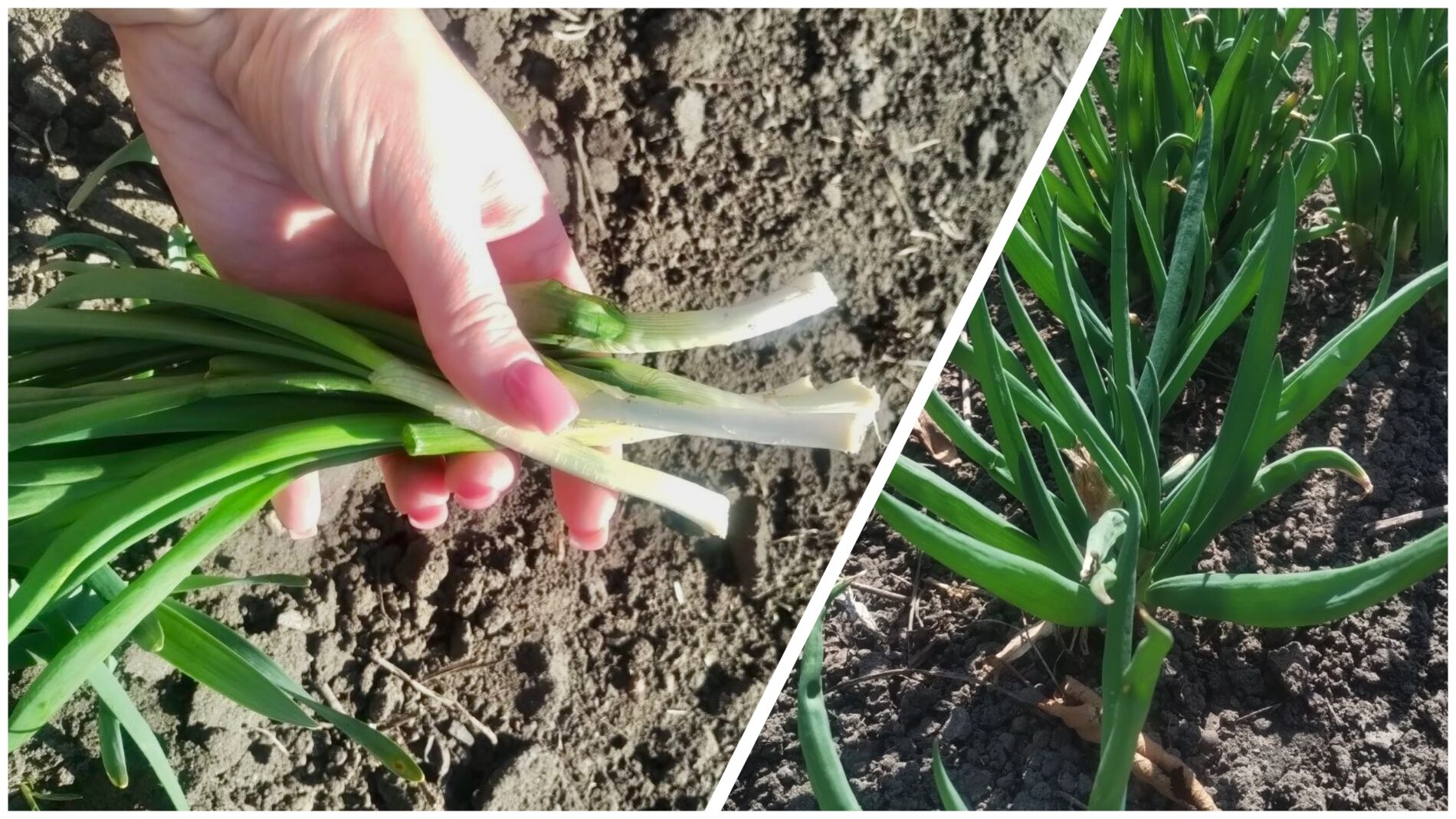 Городники розповіли, як швидко отримати врожай зеленої цибулі. Фото: Добрі новини 