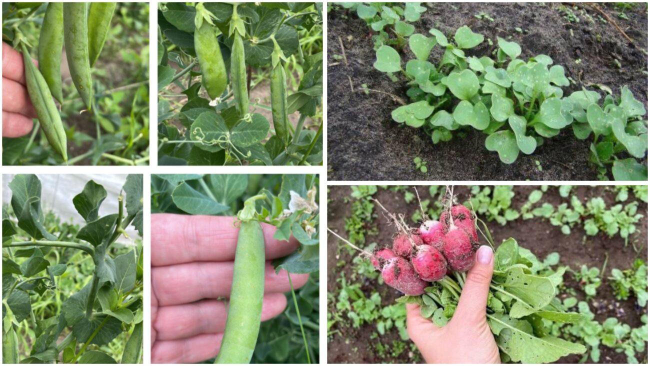 Городники розповіли, які культури можна посіяти вже у березні