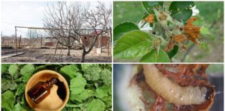 Дачники розповіли, чим обробити дерева від шкідників на початку весни 