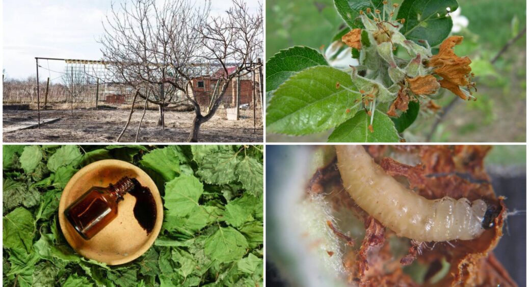 Весна почалась — шкідники прокинулись: 1 ст. ложка у відро води для обробки дерев від “злісних ворогів” 
