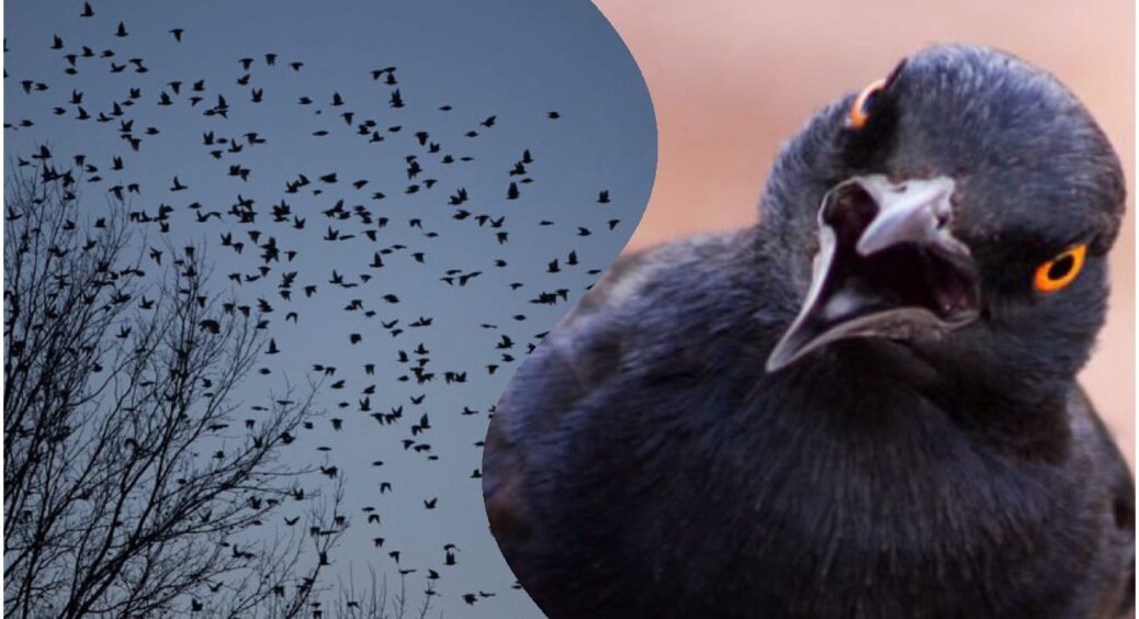 86-річна бабуся розповіла, що означає, якщо побачив у небі тисячі чорних птахів: важлива народна прикмета 