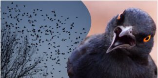 Езотерики розповіли, що означає побачити у небі зграю чорних птахів 