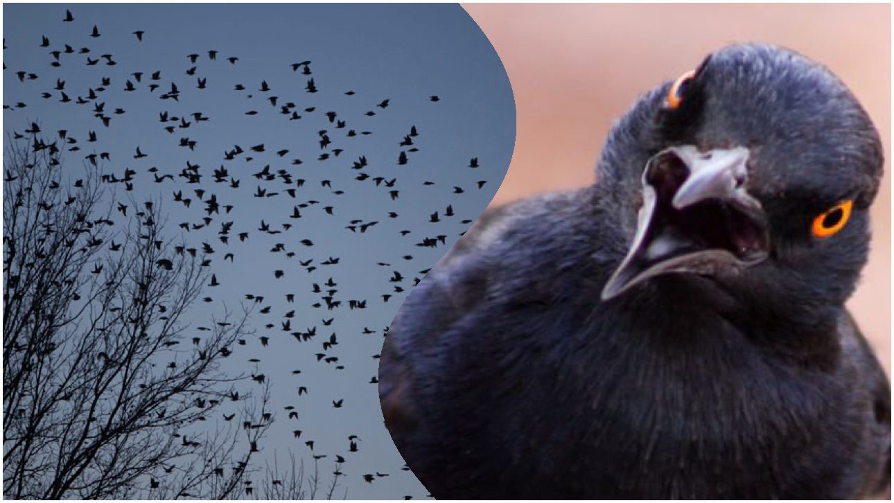 Езотерики розповіли, що означає побачити у небі зграю чорних птахів 