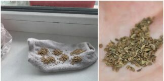 Городники розповіли лайфхак, як садити моркву, щоб її не проріджувати 